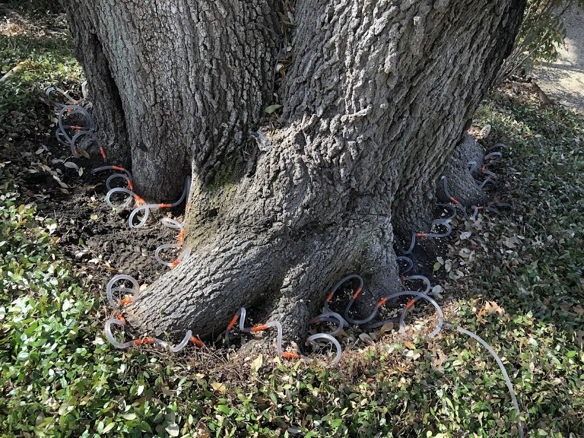Detailed Tree Cabling and Bracing job site in Pleasant Valley
