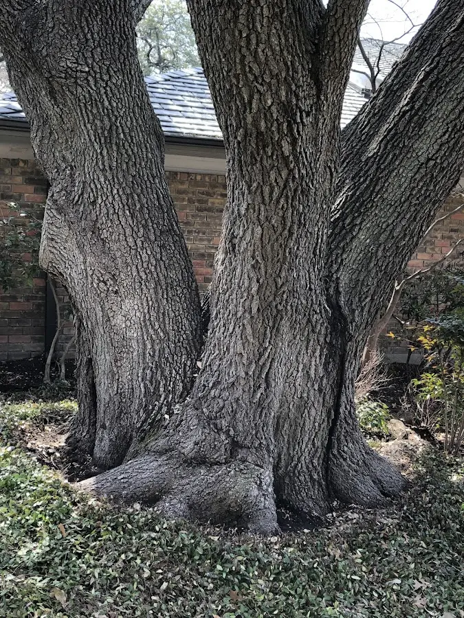 Mature heritage tree close to a Pleasant Valley property cared for by certified arborists